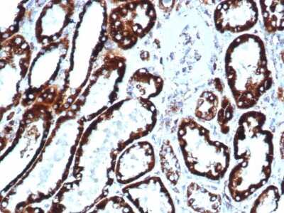 Immunohistochemistry-Paraffin: HSP60 Antibody (HSPD1/6496R) [NBP3-07194] - Formalin-fixed, paraffin-embedded human liver stained with HSP60 Rabbit Recombinant Monoclonal Antibody (HSPD1/6496R).