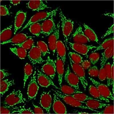 Immunocytochemistry/Immunofluorescence: HSP60 Antibody (HSPD1/875) - Azide and BSA Free [NBP2-47844] - Confocal immunofluorescence image of HeLa cells using HSP60 Antibody (HSPD1/875) Green (CF488) and Red Dot is used to label the nuclei Red.