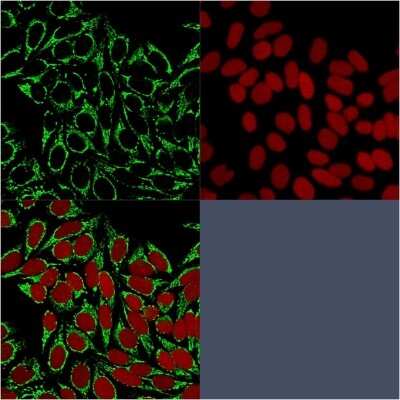 Immunocytochemistry/Immunofluorescence: HSP60 Antibody (HSPD1/875) - Azide and BSA Free [NBP2-47844] - Confocal immunofluorescence image of MeOH-fixed Hela cells using HSP60 antibody (HSPD1/875) followed by goat anti-mouse IgG-CF488 (green).Nuclei stained with RedDot.