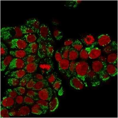 Immunocytochemistry/Immunofluorescence: HSP60 Antibody (SPM253) - Azide and BSA Free [NBP2-34734] - Immunofluorescence Analysis of PFA-fixed MCF-7 cells, followed by goat anti-Mouse IgG-CF488 (Green). The nuclear counterstain is Red Dot (Red).