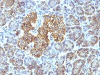 Immunohistochemistry-Paraffin: HSP60 Antibody (SPM253) - Azide and BSA Free [NBP2-34734] - Formalin-fixed, paraffin-embedded human pancreas stained with HSP60 Monoclonal Antibody (SPM253)