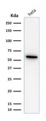 Western Blot: HSP60 Antibody (SPM253) - Azide and BSA Free [NBP2-34734] - Western Blot Analysis of HeLa cell lysate using HSP60 Antibody (SPM253)