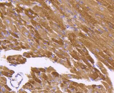 Immunohistochemistry-Paraffin: HSP60 Antibody (ST48-04) [NBP2-67517] - Analysis of paraffin-embedded mouse heart tissue using anti-Hsp60 antibody. Counter stained with hematoxylin.