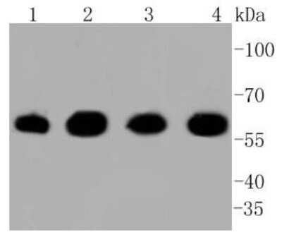 Western Blot: HSP60 Antibody (ST48-04) [NBP2-67517] - Analysis of Hsp60 on different lysates using anti-Hsp60 antibody at 1/1,000 dilution. Positive control: Lane 1: Hela Lane 2: MCF-7 Lane 3: PANC-1 Lane 4: SW480