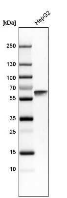 Western Blot: HSP60 Antibody [NBP1-89730] - Analysis in human cell line HepG2.