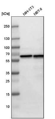 Western Blot: HSP60 Antibody [NBP1-89730] - Analysis in mouse cell line NIH-3T3 and rat cell line NBT-II.