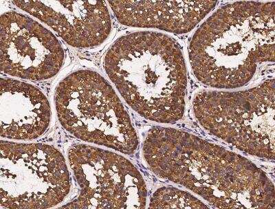 Immunohistochemistry-Paraffin: HSP70/HSPA1A Antibody (001) [NBP2-89951] - Staining of HSPA1A in cynomolgus macaque testis with rabbit monoclonal antibody (1:1000).