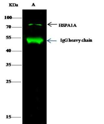 Immunoprecipitation: HSP70/HSPA1A Antibody (001) [NBP2-89951] - Lane A:0.5 mg Hela Whole Cell Lysate. 2 uL anti-HSPA1A rabbit monoclonal antibody and 15 ul of 50 % Protein G agarose. Primary antibody: Anti-HSPA1A rabbit monoclonal antibody,at 1:200 dilution. Secondary antibody: Dylight 800-labeled antibody to rabbit IgG (H+L), at 1:5000 dilution. Developed using the odssey technique. Performed under reducing conditions. Predicted band size: 70 kDa. Observed band size: 70 kDa