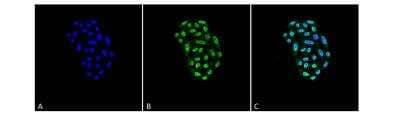 Immunohistochemistry: HSP70/HSPA1A Antibody (2A4) [NBP1-21693] - Tissue: Cervical cancer cell line (HeLa). Species: Human. Fixation: 4% Formaldehyde for 15 min at RT. Primary Antibody: Mouse Anti-HSP70 Monoclonal Antibody  at 1:100 for 60 min at RT. Secondary Antibody: Goat Anti-Mouse ATTO 488 at 1:100 for 60 min at RT. Counterstain: DAPI (blue) nuclear stain at 1:5000 for 5 min RT. Localization: Nucleus, Cytoplasm. Magnification: 40X.