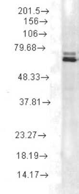 Western Blot: HSP70/HSPA1A Antibody (2A4) [NBP1-21693] - Analysis of Rat Cell lysates showing detection of Hsp70 protein using Mouse Anti-Hsp70 Monoclonal Antibody, Clone 2A4 . Load: 15 ug protein. Block: 1.5% BSA for 30 minutes at RT. Primary Antibody: Mouse Anti-Hsp70 Monoclonal Antibody at 1:5000 for 2 hours at RT. Secondary Antibody: Sheep Anti-Mouse IgG: HRP for 1 hour at RT.