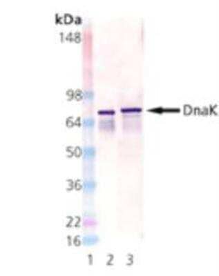 Western Blot: HSP70/DnaK Antibody (8E2/2) [NBP1-97490] - HSP70/HSPA1A Antibody (8E2/2) [NBP1-97490] -  Analysis: Lane 1: MW Marker, Lane 2: DnaK active recombinant protein, Lane 3: E. coli cell lysate.