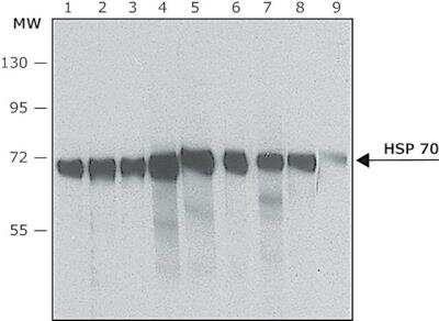 Western Blot: HSP70/HSPA1A Antibody (BRM-22) [NB600-1165] - Cell line lysates were separated on SDS-PAGE and probed with 1:5,000 Monoclonal Anti-HSP70 / HSPA1A , Clone: BRM-22 . The antibody was developed using Goat Anti-Mouse IgG-Peroxidase and a chemiluminescent substrate.Lanes:1. A431; 2. A549; 3. NIH-3T3; 4. Hepa 1-6; 5. Mouse brain; 6. Rat brain; 7. MDBK; 8. MDCK; 9. COS-7
