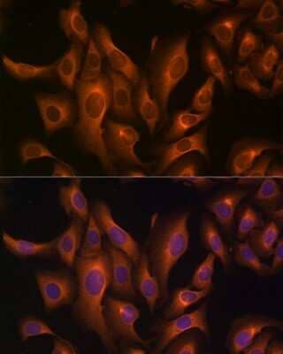 Immunocytochemistry/Immunofluorescence: HSP70/HSPA1A Antibody [NBP3-16090] - Immunofluorescence analysis of U2OS cells using HSP70/HSPA1A Rabbit pAb (NBP3-16090) at dilution of 1:100 (40x lens). Blue: DAPI for nuclear staining.