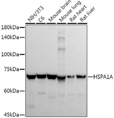 Western Blot: HSP70/HSPA1A Antibody [NBP3-16090] - Western blot analysis of extracts of various cell lines, using HSP70/HSPA1A antibody (NBP3-16090) at 1:1000 dilution. Secondary antibody: HRP Goat Anti-Rabbit IgG (H+L) at 1:10000 dilution. Lysates/proteins: 25ug per lane. Blocking buffer: 3% nonfat dry milk in TBST. Detection: ECL Basic Kit. Exposure time: 10s.