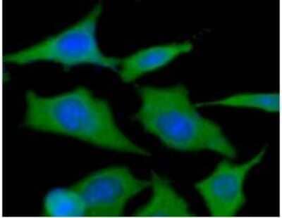 Immunocytochemistry/Immunofluorescence: HSP90 Antibody (4F10) - BSA Free [NBP1-04301] - ICC/IF analysis of HSP90 in HeLa cells line, stained with DAPI (Blue) for nucleus staining and monoclonal anti-human HSP90 antibody (1:100) with goat anti-mouse IgG-Alexa fluor 488 conjugate (Green).