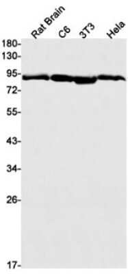 Western Blot: HSP90 Antibody (S08-8A1) [NBP3-15043] - Western blot detection of Hsp90 in Rat Brain, C6, 3T3, Hela cell lysates using Hsp90 Rabbit mAb (1:1000 diluted). Predicted band size: 85, 83kDa. Observed band size: 90kDa.