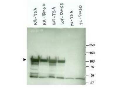 Western Blot: HSP90 Antibody [NBP1-77937] - shows detection of a band at ~90 kDa corresponding to Hsp90 in various lysate preparations (arrowhead). Cos7 transfected with mutant K294R Hsp90 (left two lanes), Cos7 transfected with wild type Hsp90 (middle two lanes) and empty vector Cos7 cells (right two lanes) were either treated with Trichostatin A (an HDAC inhibitor) or mock treated with DMSO only, as indicated. Transfected cells express either mutant or wt Hsp90 coupled to FlagTM tag. Anti-FlagTM immunoprecipitation was performed prior to western blotting with anti-Hsp90.