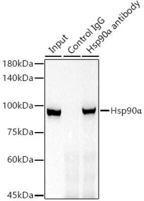 Immunoprecipitation: HSP90 alpha Antibody (0R3S6) [NBP3-16528] - Immunoprecipitation analysis of 300ug extracts of 293T cells using 3ug HSP90 alpha antibody (NBP3-16528). Western blot was performed from the immunoprecipitate using HSP90 alpha antibody (NBP3-16528) at a dilition of 1:1000.