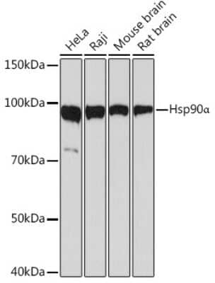 Western Blot: HSP90 alpha Antibody (0R3S6) [NBP3-16528] - Western blot analysis of extracts of various cell lines, using HSP90 alpha Rabbit mAb (NBP3-16528) at 1:1000 dilution. Secondary antibody: HRP Goat Anti-Rabbit IgG (H+L) at 1:10000 dilution. Lysates/proteins: 25ug per lane. Blocking buffer: 3% nonfat dry milk in TBST. Detection: ECL Basic Kit. Exposure time: 3s.