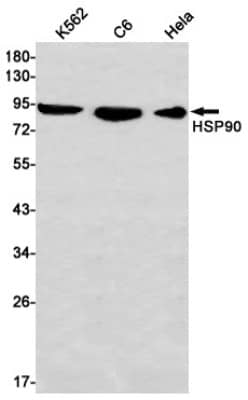 Western Blot: HSP90 alpha Antibody (S06-9C1) [NBP3-19514] - Western blot detection of HSP90 alpha in K562, C6, Hela cell lysates using NBP3-19514 (1:1000 diluted). Predicted band size: 85kDa. Observed band size: 90kDa.