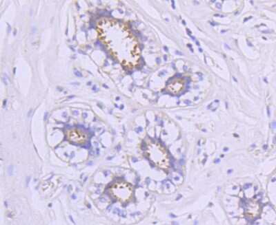 Immunohistochemistry-Paraffin: HSP90 alpha Antibody (SY14-06) [NBP2-67396] - Analysis of paraffin-embedded human breast tissue using anti-Hsp90 alpha antibody. Counter stained with hematoxylin.