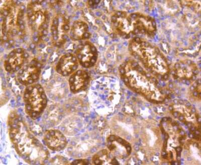 Immunohistochemistry-Paraffin: HSP90 alpha Antibody (SY14-06) [NBP2-67396] - Analysis of paraffin-embedded human kidney tissue using anti-Hsp90 alpha antibody. Counter stained with hematoxylin.