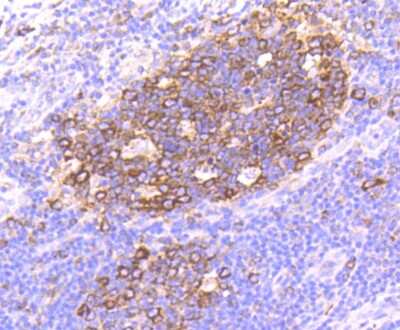 Immunohistochemistry-Paraffin: HSP90 alpha Antibody (SY14-06) [NBP2-67396] - Analysis of paraffin-embedded human tonsil tissue using anti-Hsp90 alpha antibody. Counter stained with hematoxylin.