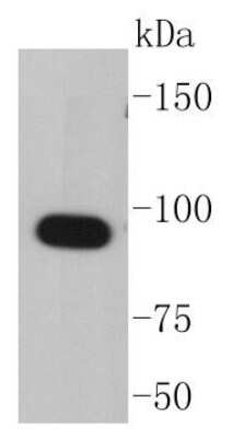 Western Blot: HSP90 alpha Antibody (SY14-06) [NBP2-67396] - Analysis of Hsp90 alpha on COS-1 cell lysates using anti-Hsp90 alpha antibody at 1/1,000 dilution.