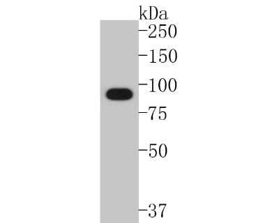 Western Blot: HSP90 alpha Antibody (SY14-06) [NBP2-67396] - Analysis of HSP90 alpha on COS-1 cell lysates. Proteins were transferred to a PVDF membrane and blocked with 5% BSA in PBS for 1 hour at room temperature. The primary antibody (1/500) was used in 5% BSA at room temperature for 2 hours. Goat Anti-Rabbit IgG - HRP Secondary Antibody at 1:5,000 dilution was used for 1 hour at room temperature.