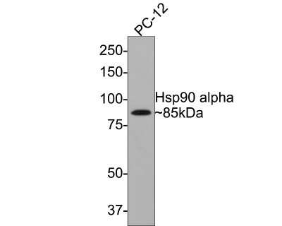 Western Blot: HSP90 alpha Antibody (SY14-06) [NBP2-67396] - Analysis of HSP90 alpha on PC-12 cell lysates with Rabbit anti-HSP90 alpha antibody at 1/500 dilution. Lysates/proteins at 10 ug/Lane. Predicted band size: 85 kDa Exposure time: 2 minutes; 8% SDS-PAGE gel. Proteins were transferred to a PVDF membrane and blocked with 5% NFDM/TBST for 1 hour at room temperature. The primary antibody at 1/500 dilution was used in 5% NFDM/TBST at room temperature for 2 hours. Goat Anti-Rabbit IgG - HRP Secondary Antibody at 1:300,000 dilution was used for 1 hour at room temperature.