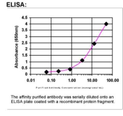 ELISA: HSP90 beta Antibody [28240002]