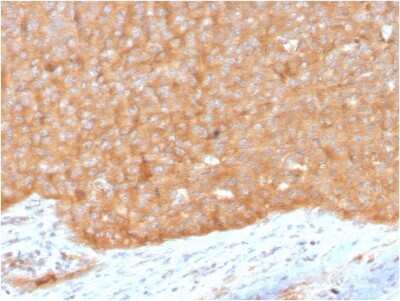 Immunohistochemistry-Paraffin: HSP90 beta Antibody (HSP90AB1/3951) [NBP3-08930] - Formalin-fixed, paraffin-embedded human pancreas stained with HSP90 beta Mouse Monoclonal Antibody (HSP90 beta/3951).