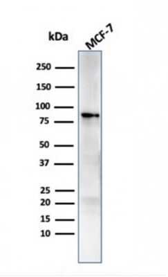 Western Blot: HSP90 beta Antibody (HSP90AB1/3951) [NBP3-07185] - Western blot analysis of MCF-7 cell lysate using HSP90 beta Mouse Monoclonal Antibody (HSP90AB1/3951).