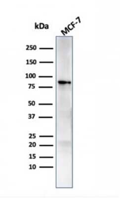 Western Blot: HSP90 beta Antibody (HSP90AB1/3951) [NBP3-08930] - Western blot analysis of MCF-7 cell lysate using HSP90 beta Mouse Monoclonal Antibody (HSP90AB1/3951).