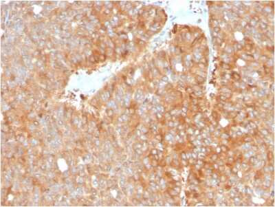 Immunohistochemistry-Paraffin: HSP90 beta Antibody (HSP90AB1/3952) [NBP3-08931] - Formalin-fixed, paraffin-embedded human pancreas stained with HSP90 beta Mouse Monoclonal Antibody (HSP90 beta/3952).
