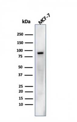 Western Blot: HSP90 beta Antibody (HSP90AB1/3952) [NBP3-08931] - Western blot analysis of MCF-7 cell lysate using HSP90 beta Mouse Monoclonal Antibody (HSP90AB1/3952).