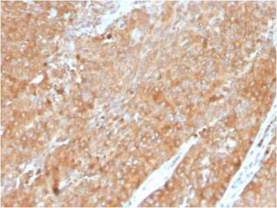 Immunohistochemistry-Paraffin: HSP90 beta Antibody (HSP90AB1/3954) [NBP3-07193] - Formalin-fixed, paraffin-embedded human pancreas stained with HSP90 beta Mouse Monoclonal Antibody (HSP90 beta/3954).