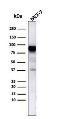 Western Blot: HSP90 beta Antibody (HSP90AB1/3954) [NBP3-07193] - Western blot analysis of MCF-7 cell lysate using HSP90 beta Mouse Monoclonal Antibody (HSP90AB1/3954).