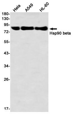 Western Blot: HSP90 beta Antibody (S03-8F1) [NBP3-19877] - Western blot detection of HSP90 beta in Hela, A549, HL-60 using NBP3-19877 (1:1000 diluted)