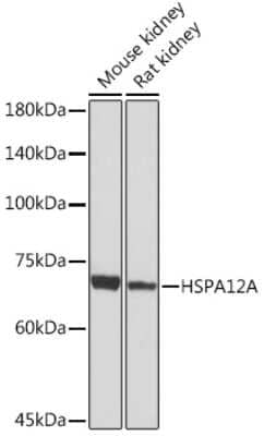 Western Blot: HSPA12A Antibody (8Q8M3) [NBP3-15943] - Western blot analysis of extracts of various cell lines, using HSPA12A Rabbit mAb (NBP3-15943) at 1:1000 dilution. Secondary antibody: HRP Goat Anti-Rabbit IgG (H+L) at 1:10000 dilution. Lysates/proteins: 25ug per lane. Blocking buffer: 3% nonfat dry milk in TBST. Detection: ECL Basic Kit. Exposure time: 30s.