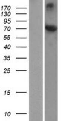 Western Blot: HSPA12A Overexpression Lysate (Adult Normal) [NBP2-06245] Left-Empty vector transfected control cell lysate (HEK293 cell lysate); Right -Over-expression Lysate for HSPA12A.