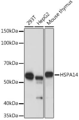 Western Blot: HSPA14 Antibody (4L1Z6) [NBP3-16107] - Western blot analysis of extracts of various cell lines, using HSPA14 Rabbit mAb (NBP3-16107) at 1:1000 dilution. Secondary antibody: HRP Goat Anti-Rabbit IgG (H+L) at 1:10000 dilution. Lysates/proteins: 25ug per lane. Blocking buffer: 3% nonfat dry milk in TBST. Detection: ECL Basic Kit. Exposure time: 1s.