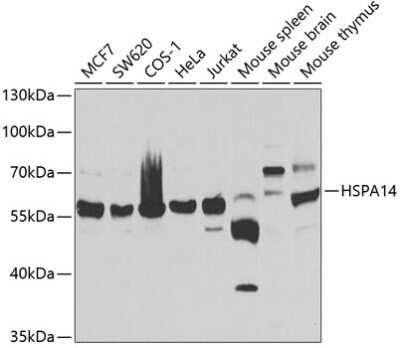 Western Blot: HSPA14 Antibody [NBP3-04881] - Analysis of extracts of various cell lines, using HSPA14 antibody at 1:1000 dilution. Secondary antibody: HRP Goat Anti-Rabbit IgG (H+L) at 1:10000 dilution. Lysates/proteins: 25ug per lane. Blocking buffer: 3% nonfat dry milk in TBST. Detection: ECL Basic Kit