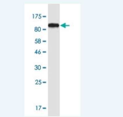 Western Blot: HSPA8/HSC71/Hsc70 Antibody (1G2) [H00003312-M01-100ug] - Detection against Immunogen (96.8 KDa) .