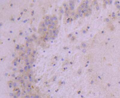 Immunohistochemistry-Paraffin: HSPB8/HSP22 Antibody (JJ08-53) [NBP2-67836] - Analysis of paraffin-embedded mouse brain tissue using anti-Hsp22 antibody. Counter stained with hematoxylin.