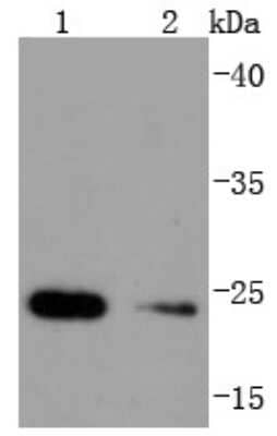 Western Blot: HSPB8/HSP22 Antibody (JJ08-53) [NBP2-67836] - Analysis of Hsp22 on different lysates using anti-Hsp22 antibody at 1/1,000 dilution. Positive control: Lane 1: HepG2 Lane 2: Mouse skeletal muscle