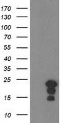 Western Blot: HSPB8/HSP22 Antibody (OTI1E3) - Azide and BSA Free [NBP2-71828] - HEK293T cells were transfected with the pCMV6-ENTRY control (Left lane) or pCMV6-ENTRY Hsp22 (Right lane) cDNA for 48 hrs and lysed. Equivalent amounts of cell lysates (5 ug per lane) were separated by SDS-PAGE and immunoblotted with anti-Hsp22.