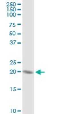 Western Blot: HSPC111 Antibody [H00051491-D01P] - Analysis of HSPC111 expression in A-431.