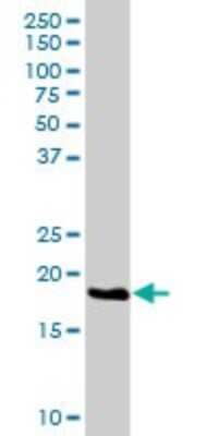 Western Blot: HSPC111 Antibody [H00051491-D01P] - Analysis of HSPC111 expression in human liver.