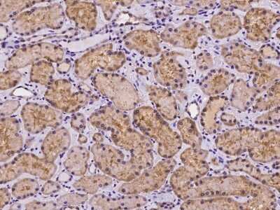 Immunohistochemistry-Paraffin: HSPC132 Antibody [NBP2-98141] - Immunochemical staining of human HSPC132 in human kidney with rabbit polyclonal antibody at 1:100 dilution, formalin-fixed paraffin embedded sections.